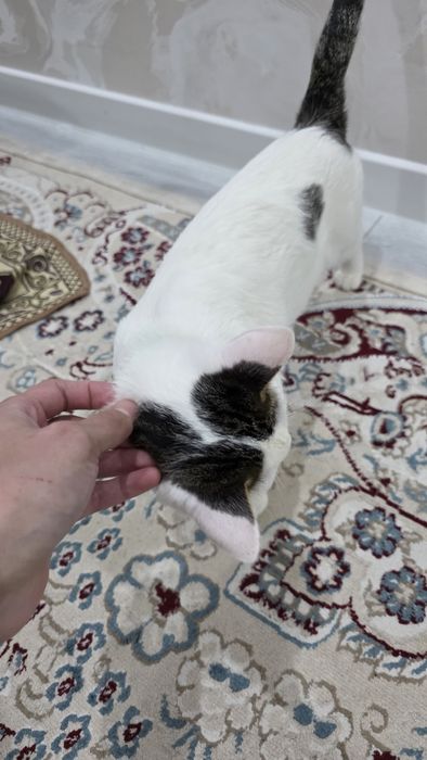 Взрослая Кошка в добрые руки