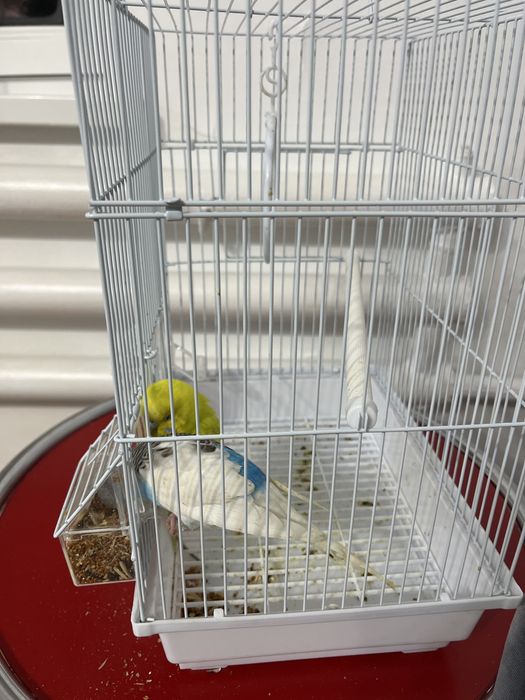 Продаеются попугаи срочно! Переезжаем!