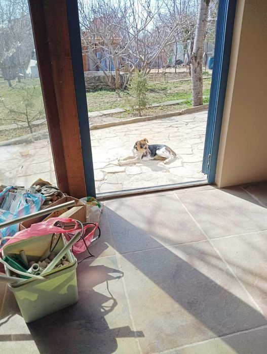 Подаряваме 2 Кученца