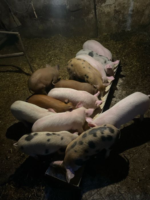 Продават се малки прасенца