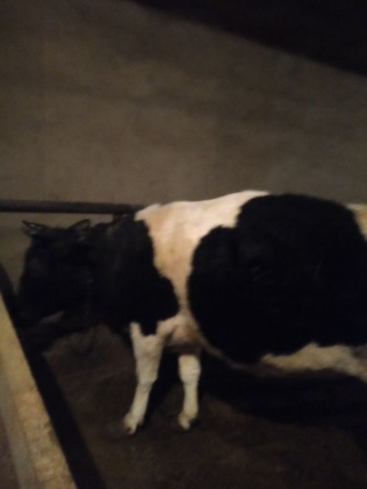 Сиыр сатылады бір жарым жыл болды