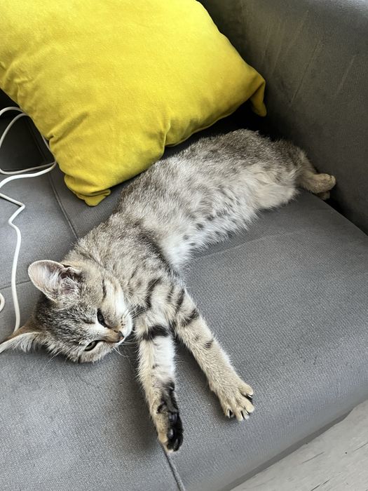 Отдам котёнка в добрые руки!