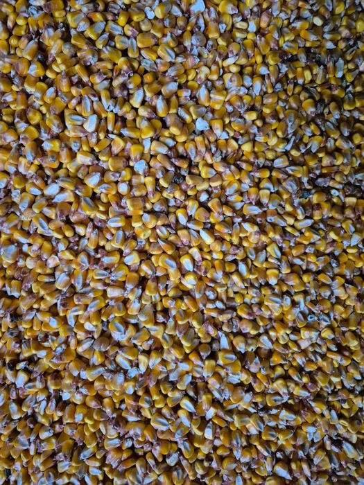 Vând grăunțe productie 2025