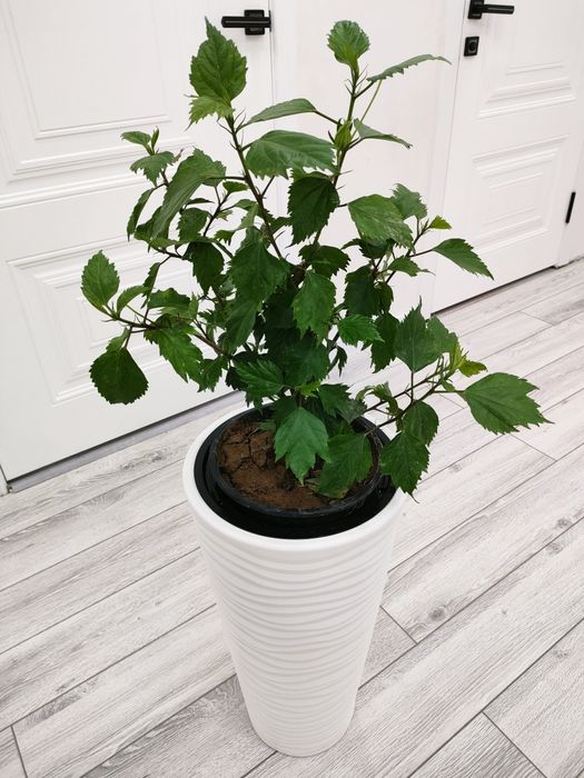 Комнатные цветы. Доставка