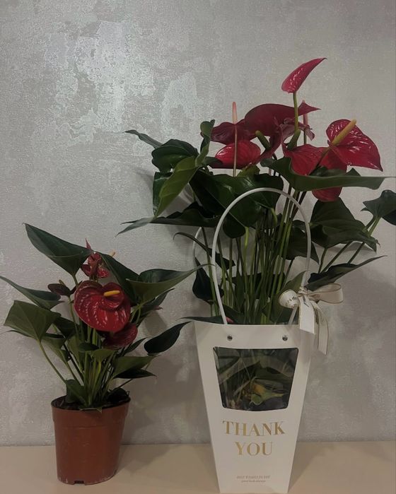 Комнатные цветы