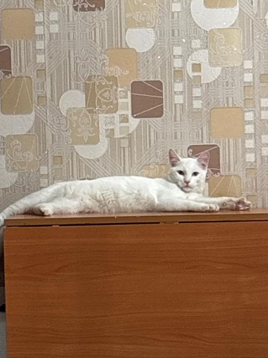 Отдам кота бесплатно