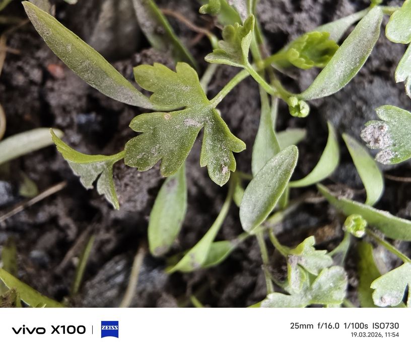 Vivo x100 global 512/16+16