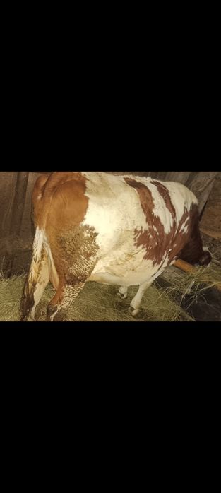 Vaca.                     .