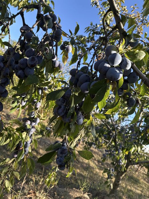 Vand prune pentru tuica/palinca