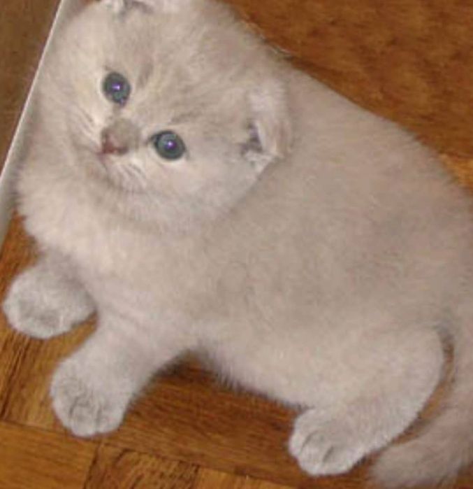 Продаю котят чистокровных