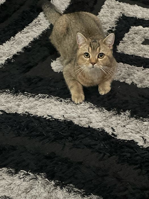 Вязка залатая шиншила