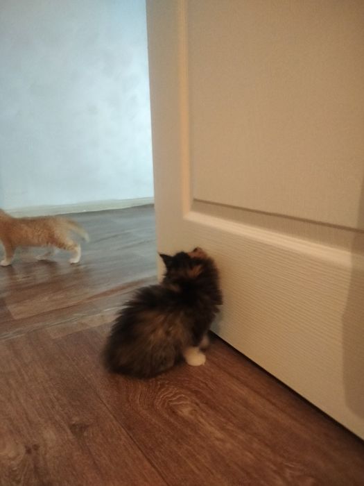 Отдам котят в добрые руки
