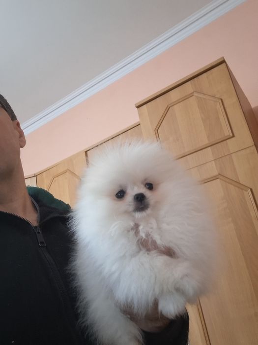 Pomeranian pui mascul