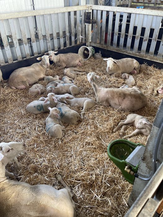 Vand berbecuți Lacaune