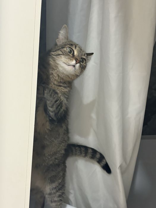 Срочно нужен дом кошке