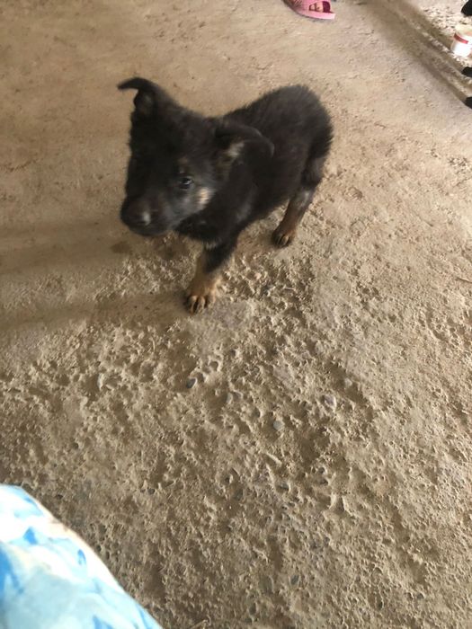 Продам щенков немецкая овчарка