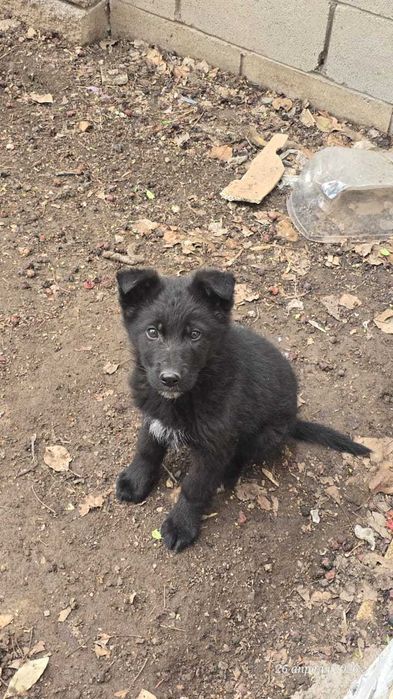 Щенки немецкой овчарки