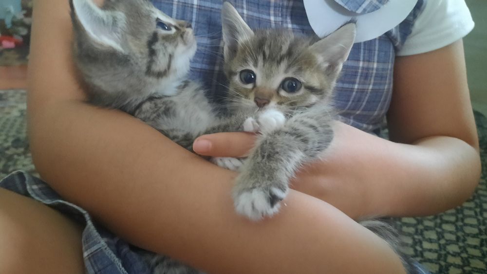 Бесплатно  котята