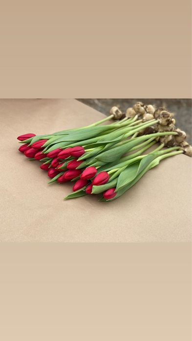 Оптом тюльпаны крупные