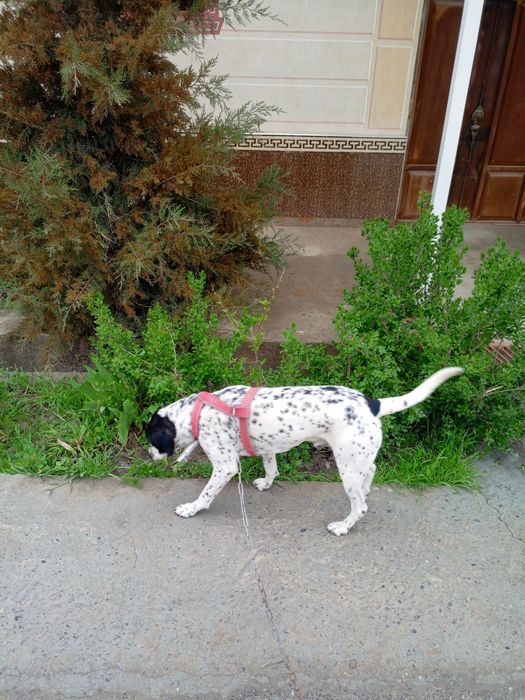 Далматин  зоти Тоззаси