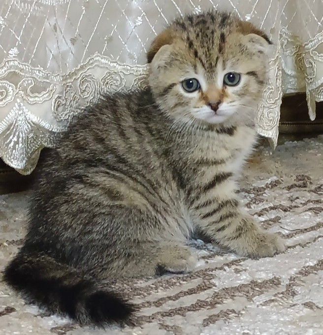 Shinshilla mramir akras