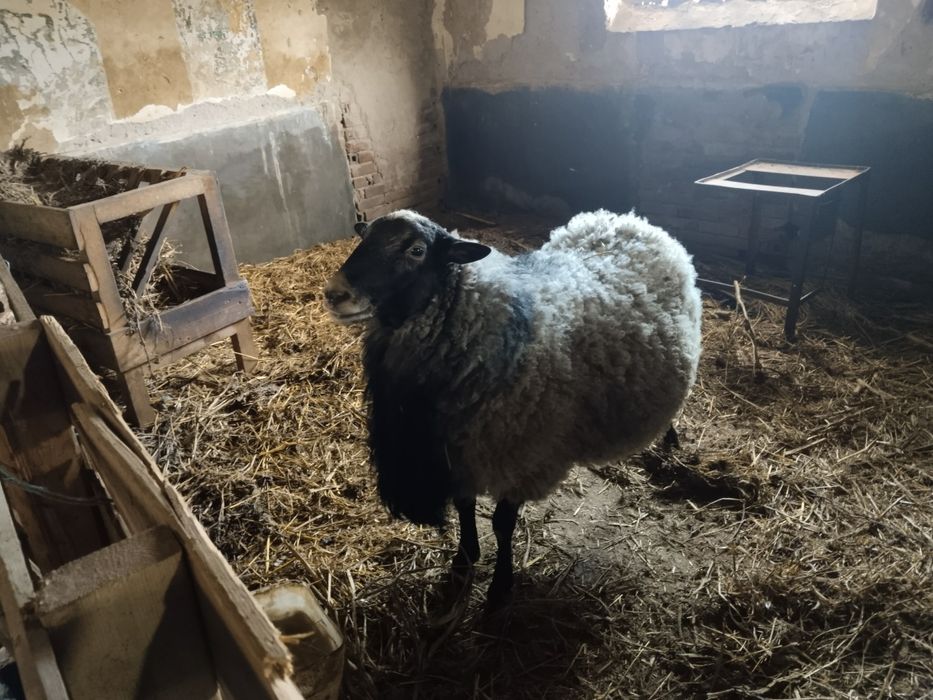 TiBerbec Romanov + 2 oi Romanov cu miei – rasă foarte profilica