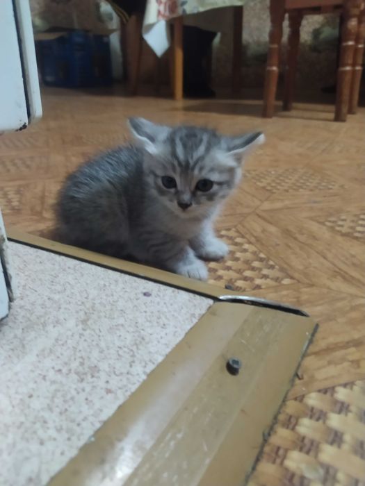 Котята в подарок