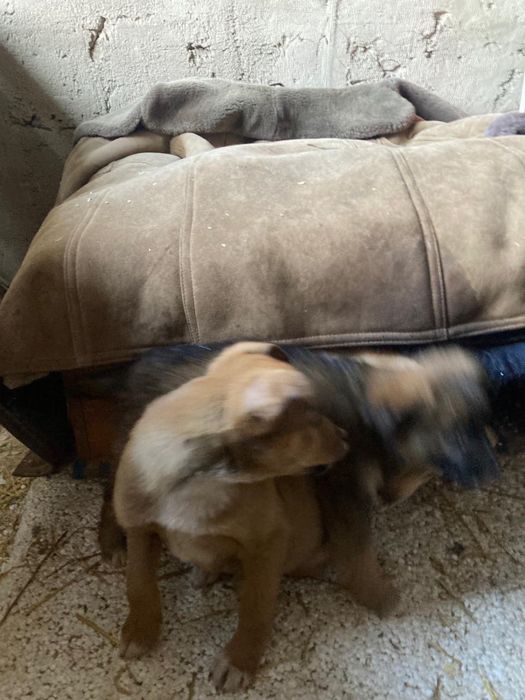 отдам щенков в дрбрые руки