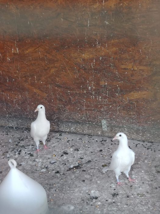 Vând pui de voiajori