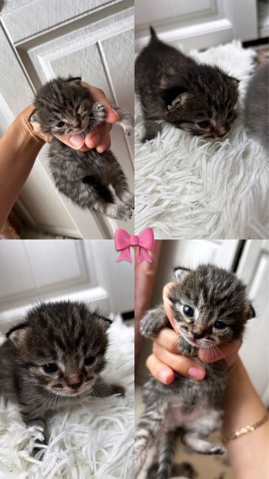 Продаются котята