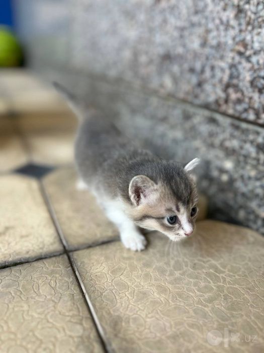 Продаются котята. ЦЕНА ДОГОВОРНАЯ