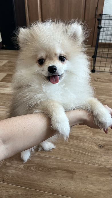 Продам щенка померанского шпица