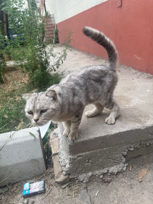 скоттиш страйт ласковая