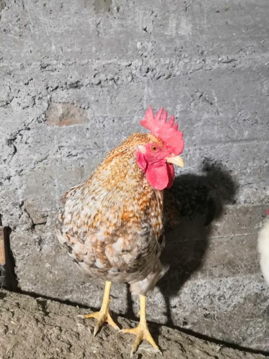 Продам петухов Билефельдер