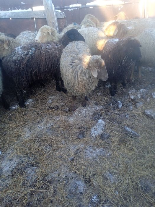 Продается ярочки, ұрғашы тоқтылар