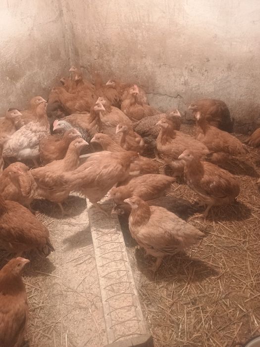 Pui de carne și rasa mixta