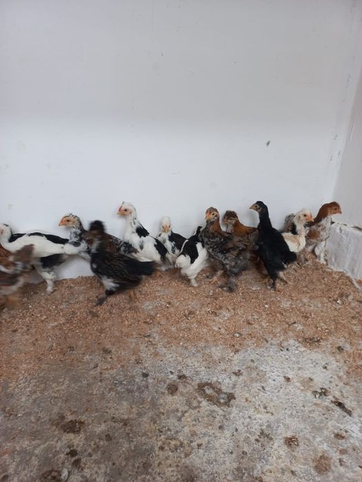 Vând pui motati  bărboși încălțați