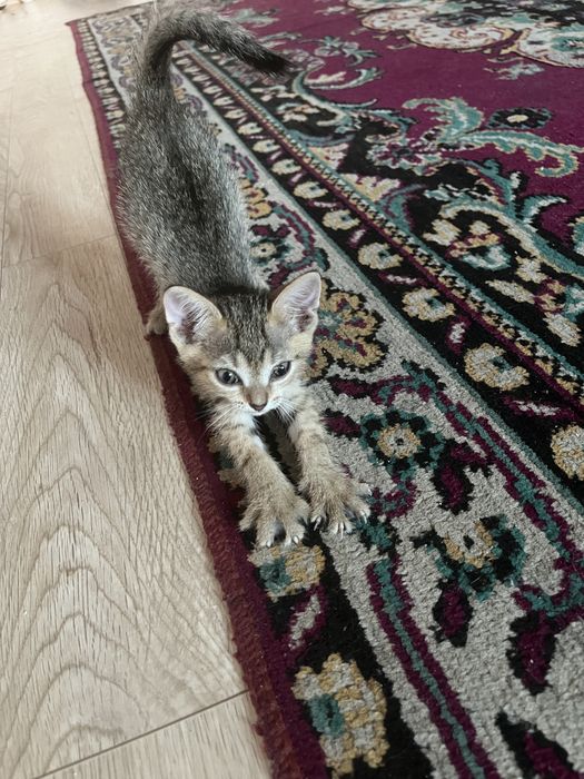 Отдам котят хорошие руку