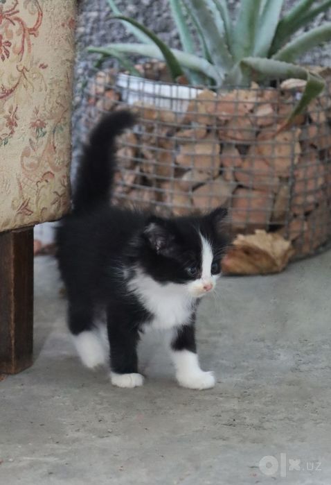 Котята «Као мани» породистые
