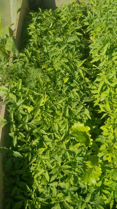 Продам рассаду помидоры и перец сладкий