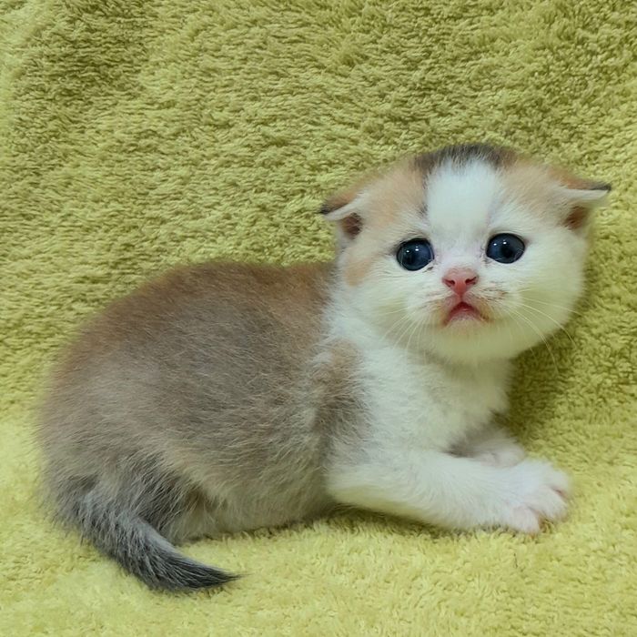 Продаётся шикарный котёнок, шиншилла..