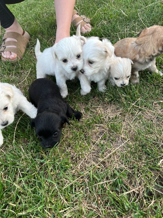 Donez pui Bichon