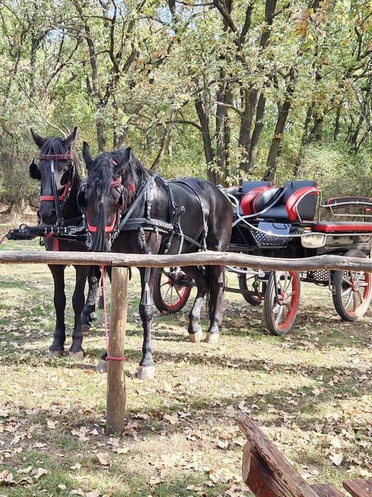Iepe friesieni, maraton, hamuri si clopotei de vanzare