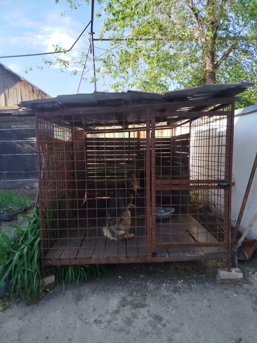Продается вольер с немецкой овчаркой