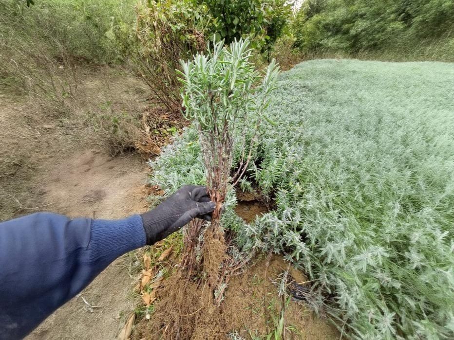 Butași Lavanda Anul 3-4