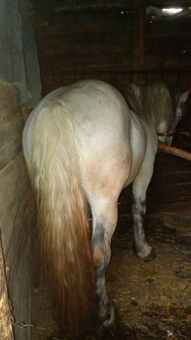 Vând armăsar bun frumos 7 ani se poate vedea doar in Alioș  mai multe detalii la Nr de Tell 0755681269
