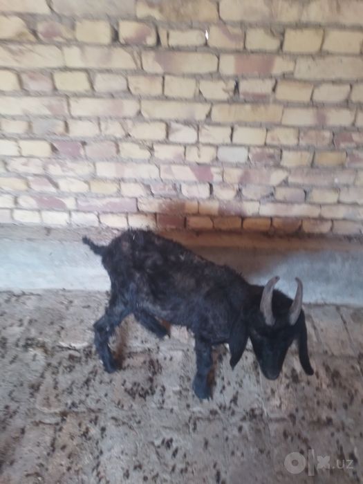 Boqiladigan takacha sotiladi