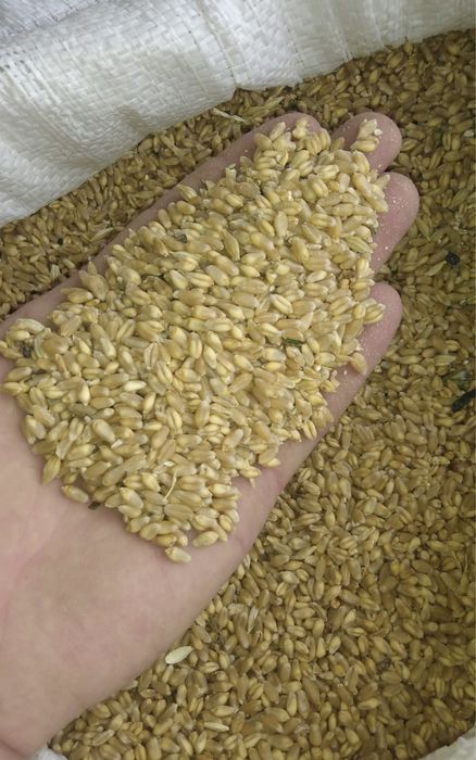 Корма для животных