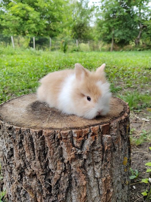 Iepurași cap de leu