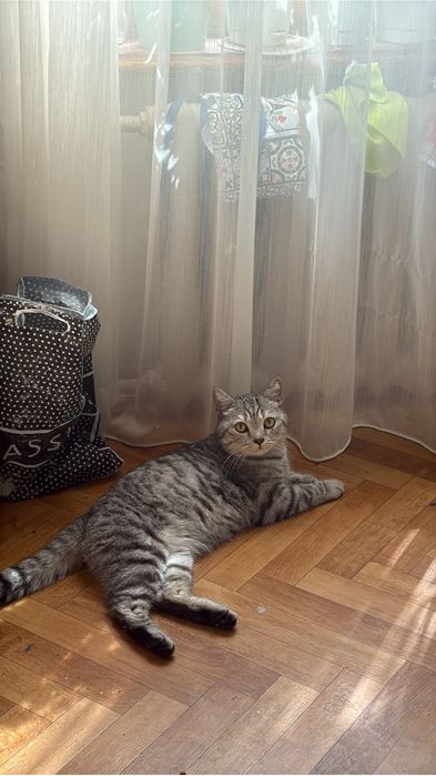 Нашла котика 9 мес